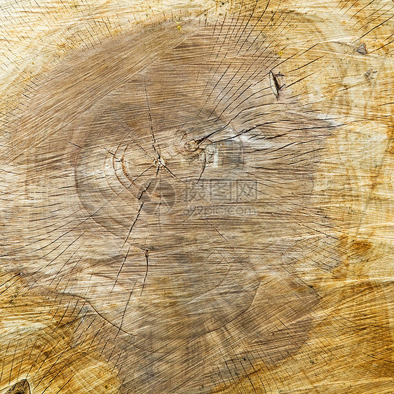 木质质同心木材树干木头历史圆圈戒指森林生活年度图片