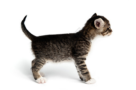 微小的东西婴儿虎斑条纹食肉白色小猫灰色毛皮动物背景图片