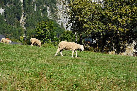 奶牛吃草羊羊毛农场哺乳动物羊肉绿色农业团体牧场场地生活背景