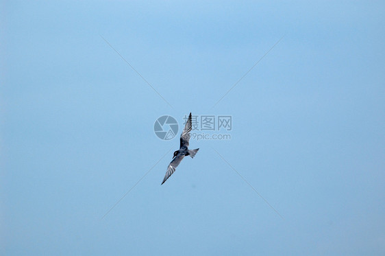 海鸥场景太阳领导者自由速度蓝色天空图片