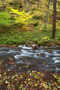 森林中的河流岩石河道溪流季节叶子树木巨石树林生活场景图片