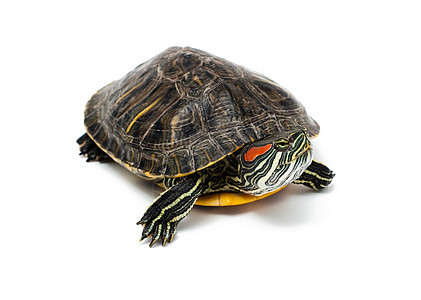 白背景的海龟白色宠物工作室蜥蜴人耐力棕色乌龟草食性图片