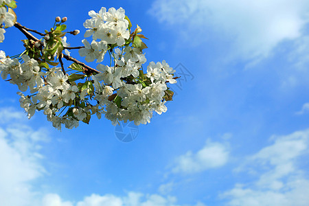 闪幕季节天空植物白色蓝色季节性图片