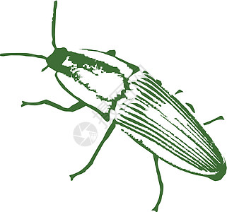 甲虫的矢量图像昆虫天线触角飞行风格翅膀动物漏洞荒野黑色图片