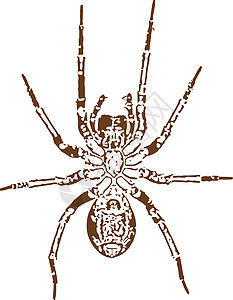 蜘蛛矢量图像图片