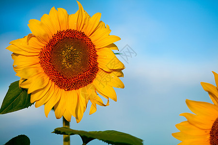 明黄色向日向日葵季节种子叶子花瓣太阳阳光剪辑花粉雏菊天气图片