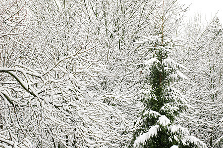 冬季树森林荒野树木季节植物场景牧歌公园毯子降雪图片