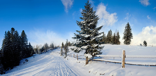 冬季山区道路枞树天空森林太阳蓝色季节图片
