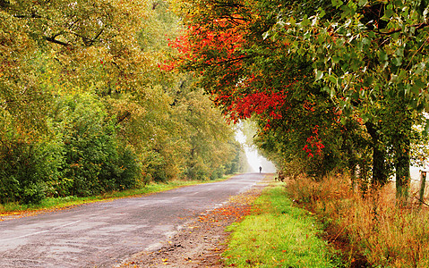 秋季公路绿色森林黄色金子天气薄雾季节红色花园叶子图片