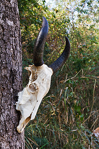 水牛疾病森林牧场奶牛骨骼干旱颅骨牛角哺乳动物荒野图片