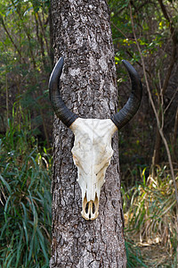 水牛木头死亡牧场奶牛干旱哺乳动物国家风化骨骼驾驶图片