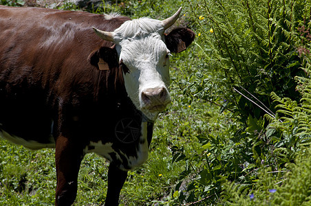 奶牛场地牛肉天空牛奶农场绿色耳朵棕色动物蓝色图片