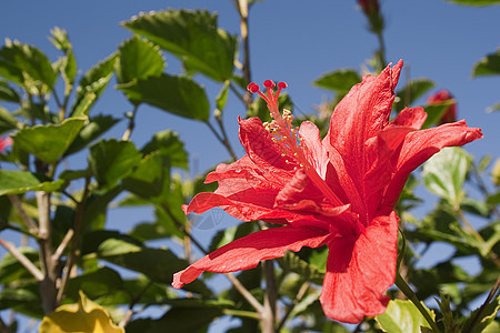红花阳光植物园艺植物群生长植物学花园宏观生物学季节图片