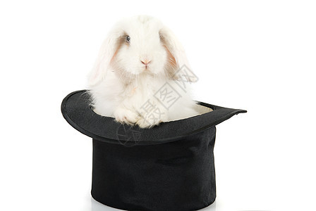 兔子兔羊毛魔法外套帽子娱乐头发哺乳动物工作室棍棒展示图片
