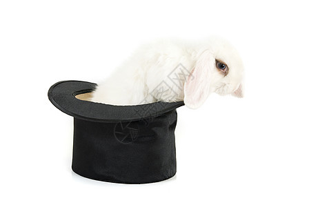 魔术兔子外套毛皮展示哺乳动物魔法宠物羊毛帽子棍棒背景图片