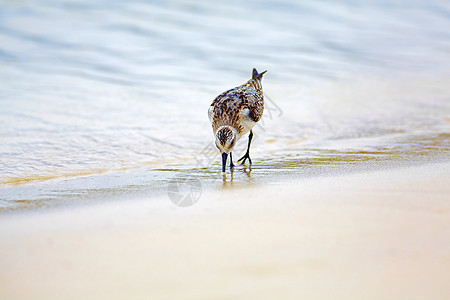 托尔图加湾的嘲笑鸟羽毛支撑海滩边缘海浪水平翅膀荒野野生动物海洋图片