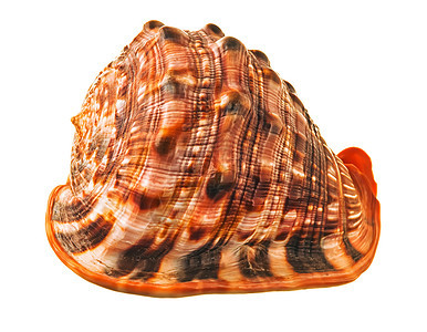贝壳宏观生物学野生动物海洋蜗牛海洋生物白色贝类热带海岸图片