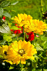花朵黄花夏花花园背景图片