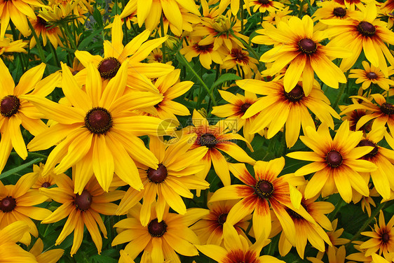 完美黄色的黄雪贝拉盛开花朵植物花瓣场地花粉格柏橙子雏菊宏观花园植物群图片