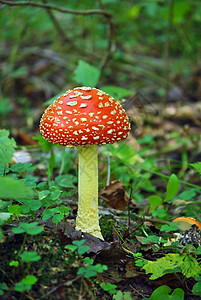 发光的Agaric红蘑菇食物生物学叶子森林季节生物植物菌类公园日光图片