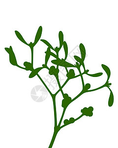 密寄托 Mistlete树叶植物内脏绿色枝条专辑叶子插图背景图片