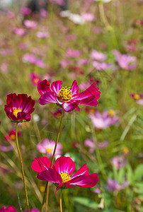 红宇宙花朵紫色花瓣花园菊科农村植物群公园场地森林雏菊图片