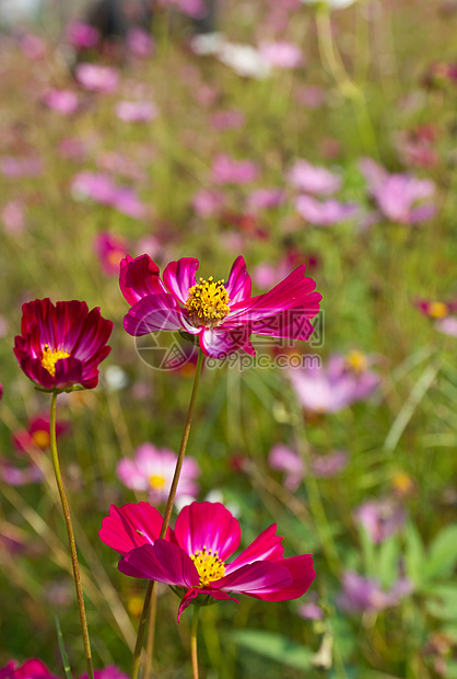 红宇宙花朵紫色花瓣花园菊科农村植物群公园场地森林雏菊图片