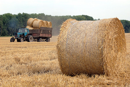 稻草卷短裤场地农业黄色农场生长季节天空小麦收成图片