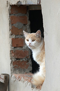 黄猫生活宠物手表羊毛捕食者黄色邮政窗户胡须背景图片