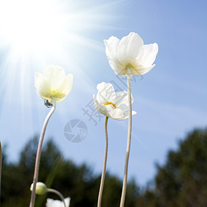 三朵花季节叶子活力天空太阳绿色生活郁金香摄影蓝色图片