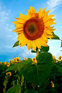 明黄色向日向日葵季节花瓣阳光花粉雏菊植物蓝色宏观生长天气图片