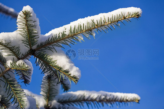 法林分支枞树季节森林天空图片