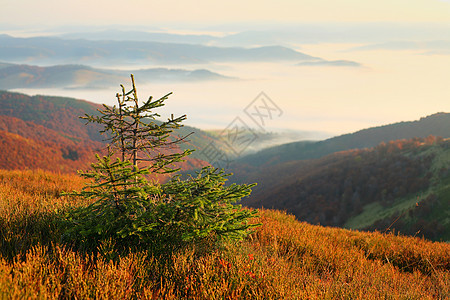 秋山森林蓝色叶子水平季节岩石橙子天空背景图片