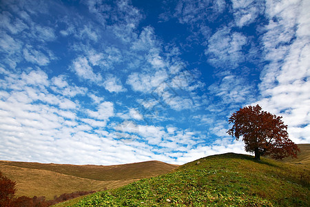 树草地场地爬坡道季节乡村绿色牧场天空场景蓝色图片