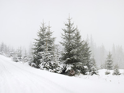 冬季森林绿色白色季节枞树图片