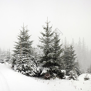 冬季森林白色枞树季节绿色图片