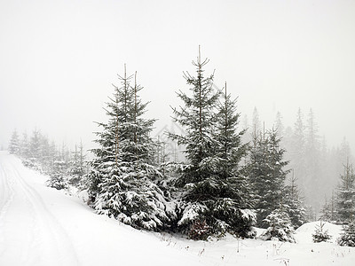 冬季森林枞树季节白色绿色图片