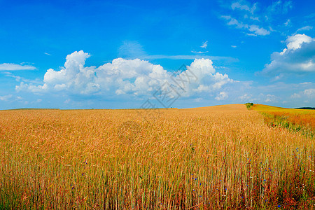 黄色字段天空农业场景农场乡村植物环境蓝色季节土地图片
