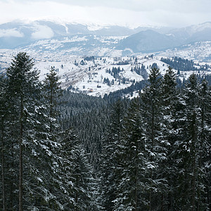 山中有许多林木森林枞树绿色季节白色图片