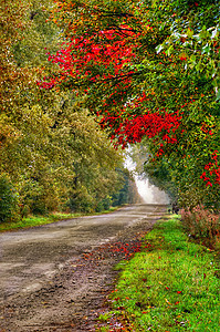 秋季森林叶子天气红色季节黄色绿色橙子薄雾花园金子图片