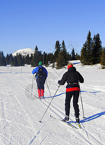 滑雪天空晴天蓝色男人训练女士曲目树木竞赛太阳图片
