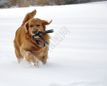 雪中金色猎人 快乐的狗宠物公园森林天气天空小狗犬类打猎哺乳动物微笑图片