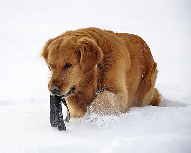 雪中金色猎人 快乐的狗小狗毛皮森林微笑宠物猎犬乐趣打猎犬类外套图片