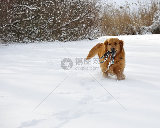 雪中金色猎人 快乐的狗小狗打猎毛皮蓝色朋友外套天空哺乳动物微笑猎犬图片