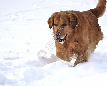 雪中金色猎人 快乐的狗天空小狗宠物外套暴风雪犬类天气毛皮朋友公园图片