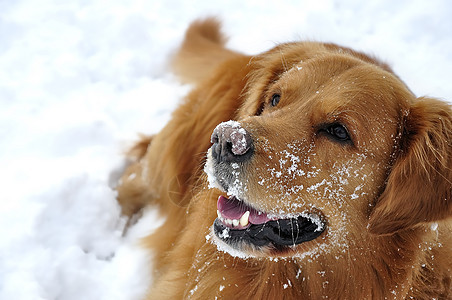 雪中金色猎人 快乐的狗公园森林微笑天气暴风雪朋友小狗犬类猎犬毛皮图片