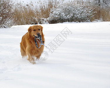 雪中金色猎人 快乐的狗朋友微笑毛皮犬类暴风雪打猎森林蓝色小狗猎犬图片