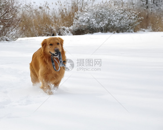 雪中金色猎人 快乐的狗朋友微笑毛皮犬类暴风雪打猎森林蓝色小狗猎犬图片