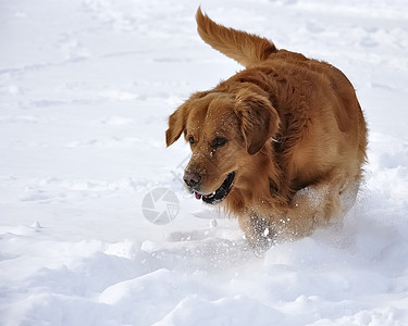 雪中金色猎人 快乐的狗猎犬天气乐趣外套蓝色打猎毛皮哺乳动物森林犬类图片