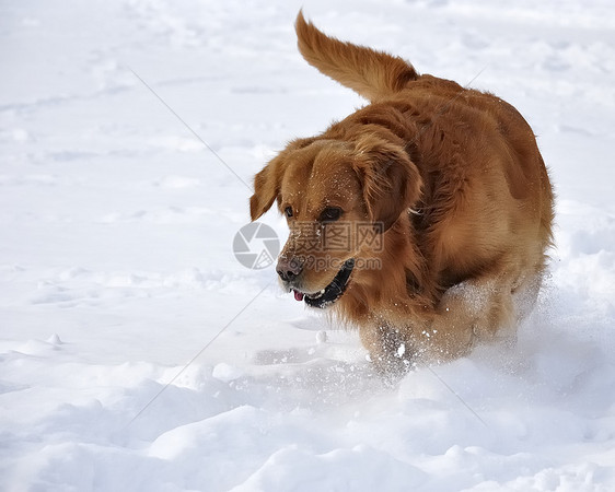 雪中金色猎人 快乐的狗猎犬天气乐趣外套蓝色打猎毛皮哺乳动物森林犬类图片